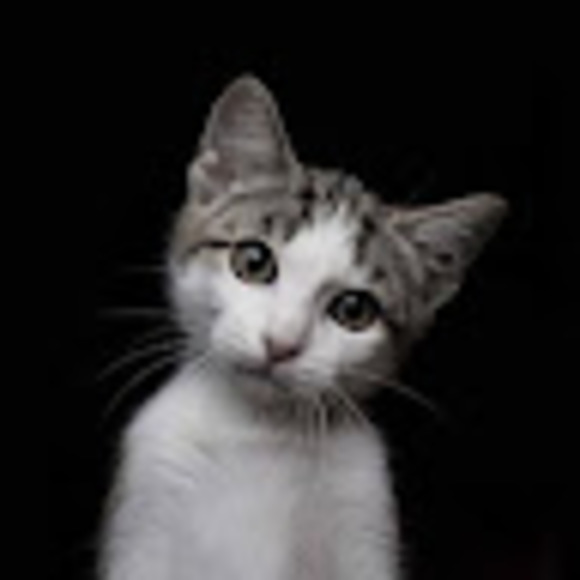 thecatfreak